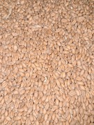 Pszenica pasza śruta zbozowa 25kg od rolnika