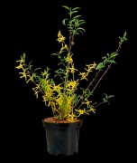 Forsycja żółta sadzonki