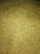 Owies- ziarno dla zwierząt 