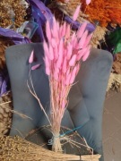 lagurus dmuszek jajowaty trawa suszony jasny różowy 