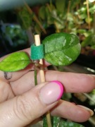 hoya callistophylla Sabah-cięty węzeł 2 liście