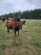 Jałówki rasy czerwona polska