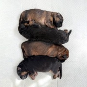 OWCZAREK NIEMIECKI FCI ZKWP 