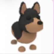 Australian Kelpie - Adopt Me Roblox