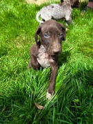 Wyżeł Niemiecki Krótkowłosy "Bill" szczeniak ur. 09.03.2026