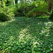 BLUSZCZ HEDERA HELIX ZIMOZIELONE  3,30 zł /szt