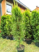 Tuja Szmaragd Brabant Thuja Żywotnik