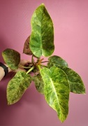 Philodendron giganteum Blizzard Variegata 