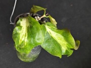 Hoya kenejana variegata - sadzonka ukorzeniona