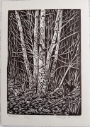Linoryt "Brzozy"