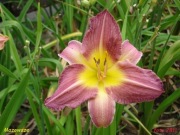 Hemerocallis / Liliowiec: Mazowsze