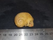 7. Ślimak Małogoszcz Polska naturalna skamielina amonit okaz kolekcjonerski