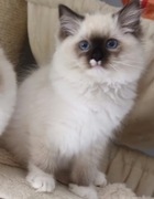 Ragdoll kociaczki do rezerwacji 