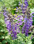 Szałwia czerwonokorzeniowa (Salvia miltiorrhiza)- sadzonka