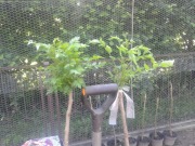 chitalpa taszkinecka szczepiona na pniu w doniczce katalpa nana