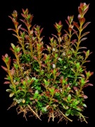 Rotala Ramosior Florida 