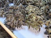 2025 1000g 1kg 6.10% BlueBerry Legalny naturalny susz CBD od producenta