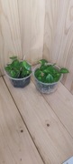 Epipremnum global green 