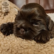 Shih Tzu czekoladowe słodziaczki