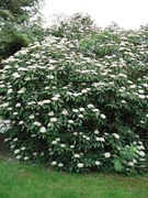 Kalina sztywnolistna (Viburnum rigidum)
