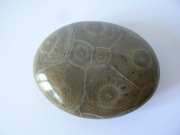 Koralowiec kolonijny. dysk 5,5 cm