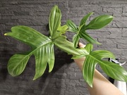 Philodendron filodendron florida ghost hydroponika 