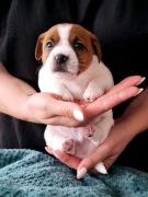 DRACO Jack Russell Terrier ZKwP FCI 