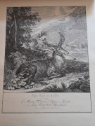 Rycina kopia Joh.E. Ridingera 
