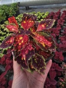Koleus - Coleus Down Town Santa Monica