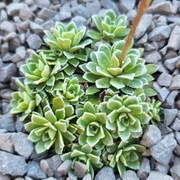 Skalnica / Saxifraga Jaromir