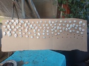 Porcelanki do Butelek - Danzig - . WH. 