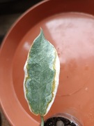 Hoya archboldiana variegata rosnąca 