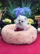 Szpic miniaturowy pomeranian śliczny biały piesek