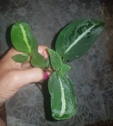 Syngonium zroślicha Wendlandii 