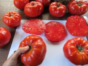 Pomidor Mrs Bot's Italian Giant. Mięsisty i plenny
