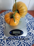 Pomidor  Brandywine Apricot   kolekcjonerski