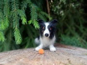 Border collie filcowana figurka psa