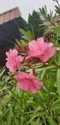 Oleander sadzonka