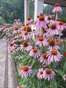 Jeżówka różowa sadzonka