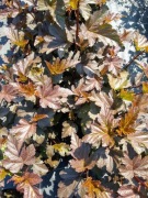 Pęcherznica kalinolistna 'Diabolo'