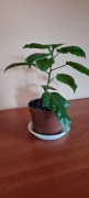 Piękny młody zdrowy hibiskus czerwony pełny dawna odmiana + gratis