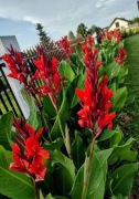 Canna czerwone i pomarańczowe