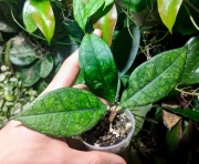 Hoya Finlaysonii Dark Vein