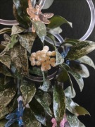 Hoya Lacunosa Snow Caps SADZONKA CIĘTA