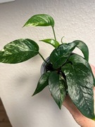 Epipremnum Pinnatum Variegata