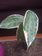 Hoya macrophylla albomarginata (latifolia) hoja 