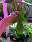 philodendron florida beauty-variegata regres