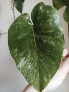 REZERWACJA Monstera thai noid / mutation