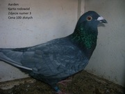 Gołębie pocztowe młode super pochodzenie 2023 rok