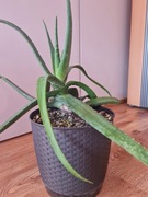 ALOE VERA, ALOES LECZNICZY, DUŻY, ok. 70 cm